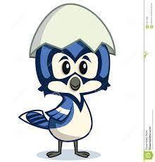little bluejay
